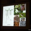 Přednáška - Vliv moderních odrůd řepky a slunečnice na návštěvnost včelami a ovlivnění chování včel pesticidy