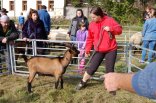 12. svatováclavský nákupní trh a výstava ovcí a koz