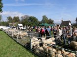 Ochutnávka - Svatováclavský nakupování a výstava ovcí a koz