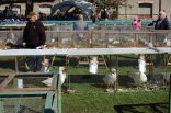 Okresní výstava králíků a drůbeže a Místní výstava holubů s expozicí okrasného ptactva