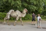Krajský den koně v Lomnici nad popelkou
